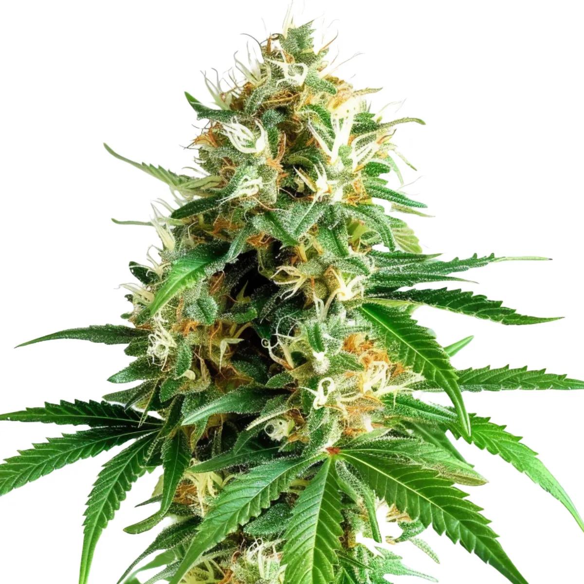 Tangerine Dream Auto