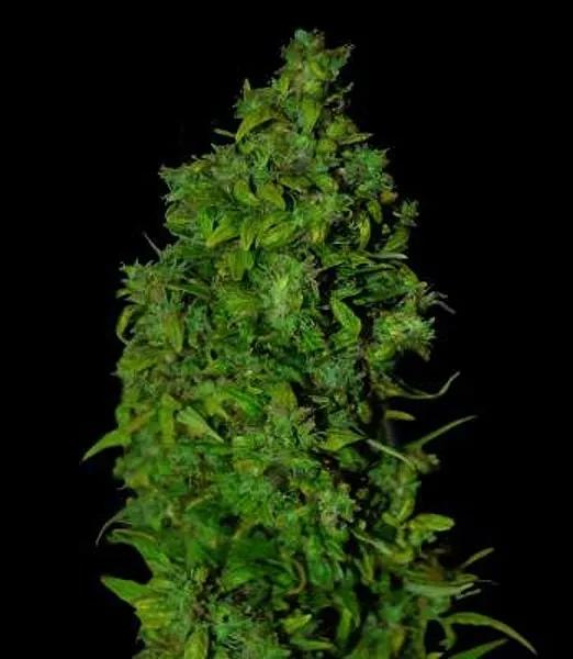 VIP Dwarf Auto
