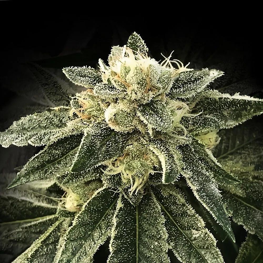 White Chocolope
