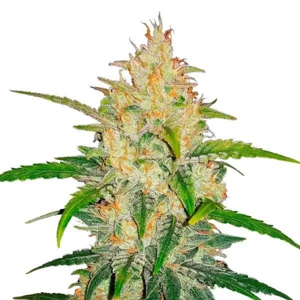 Zkittlez Auto