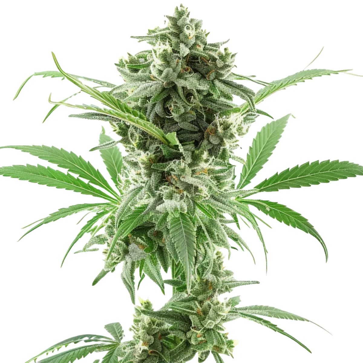 AK-47