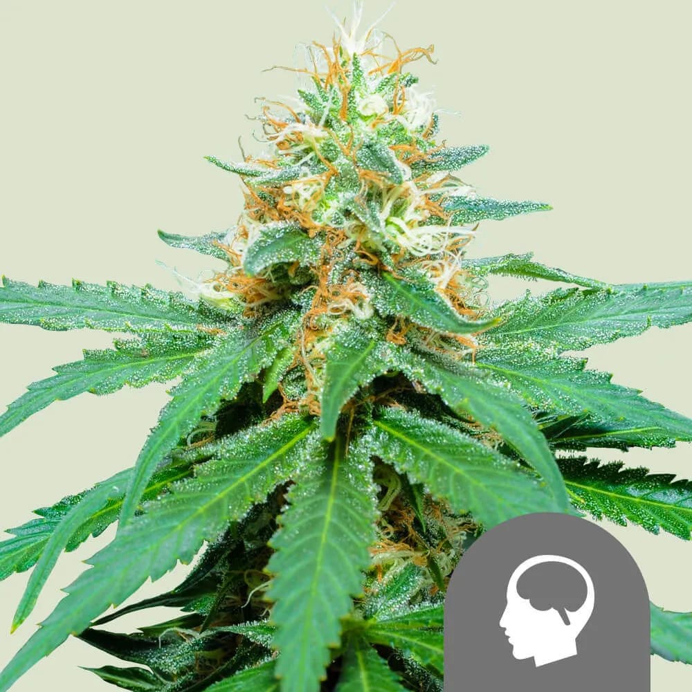 Amnesia Haze