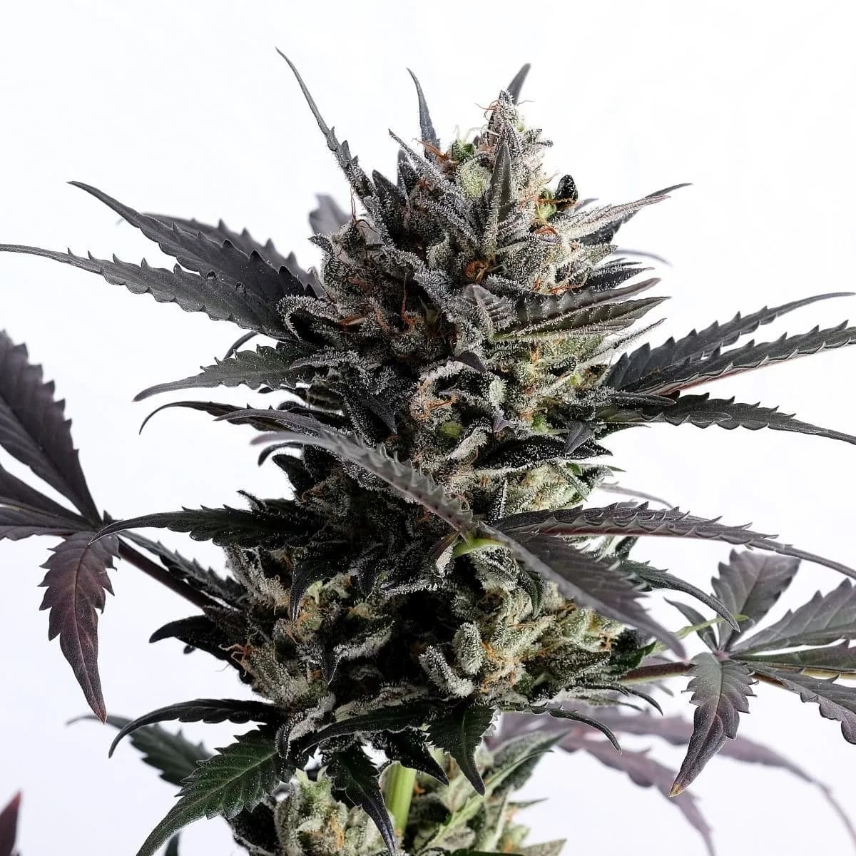 Lemon Haze