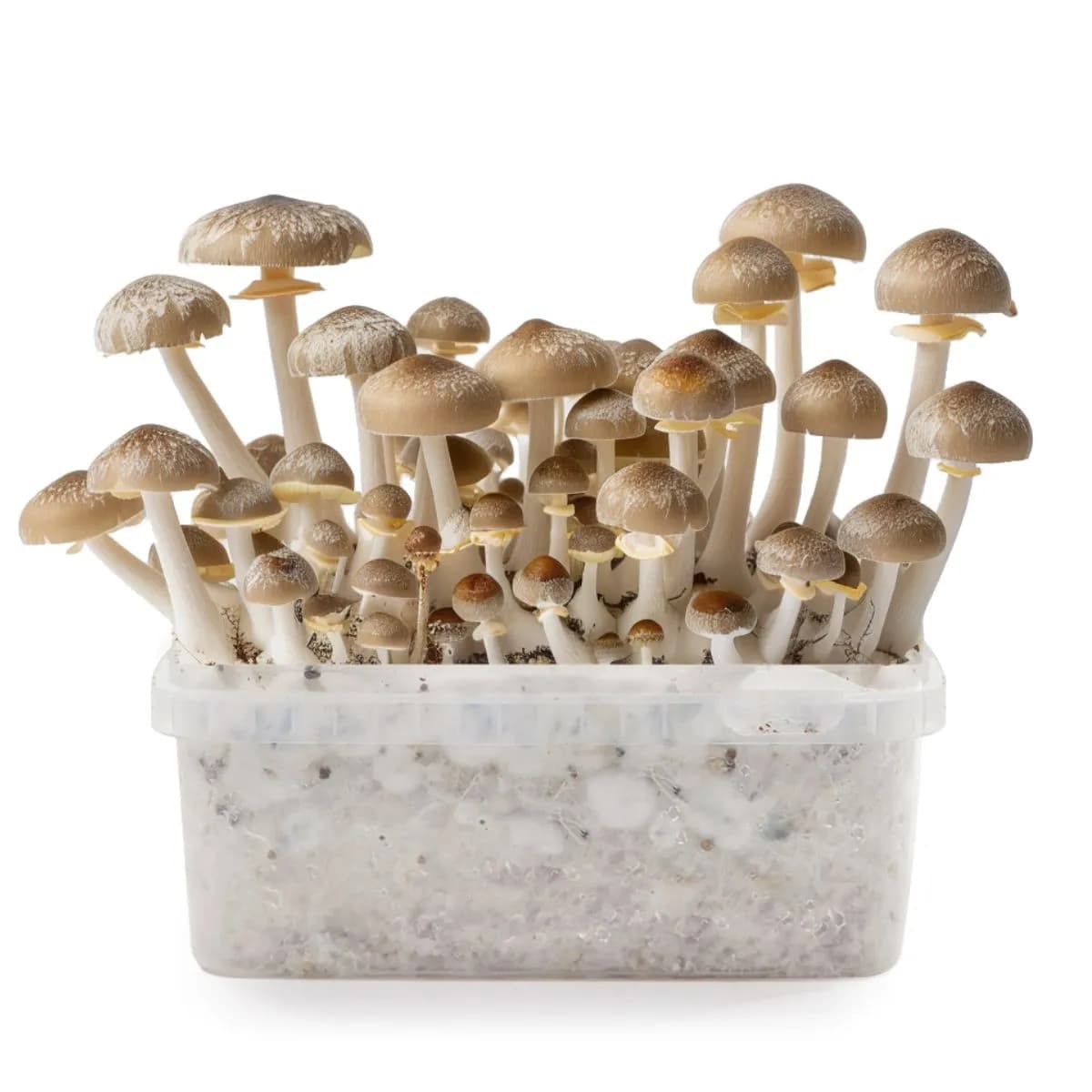 Kit di coltivazione funghi magici Mexican