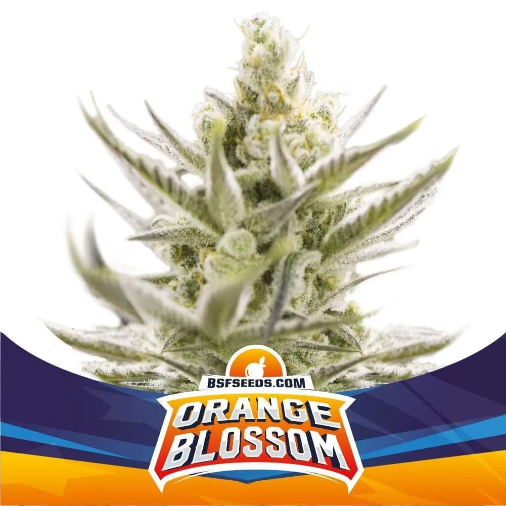 Orange Blossom XXL
