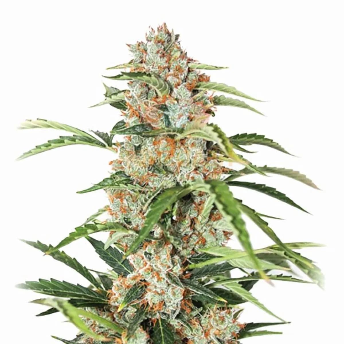 Orange Bud Auto (Nirvana)