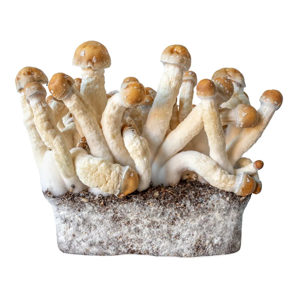 Siringa con coltura liquida Penis Envy (Acid Shroomz)