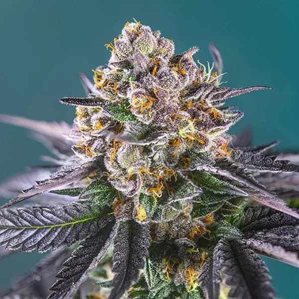 Red Strawberry Banana