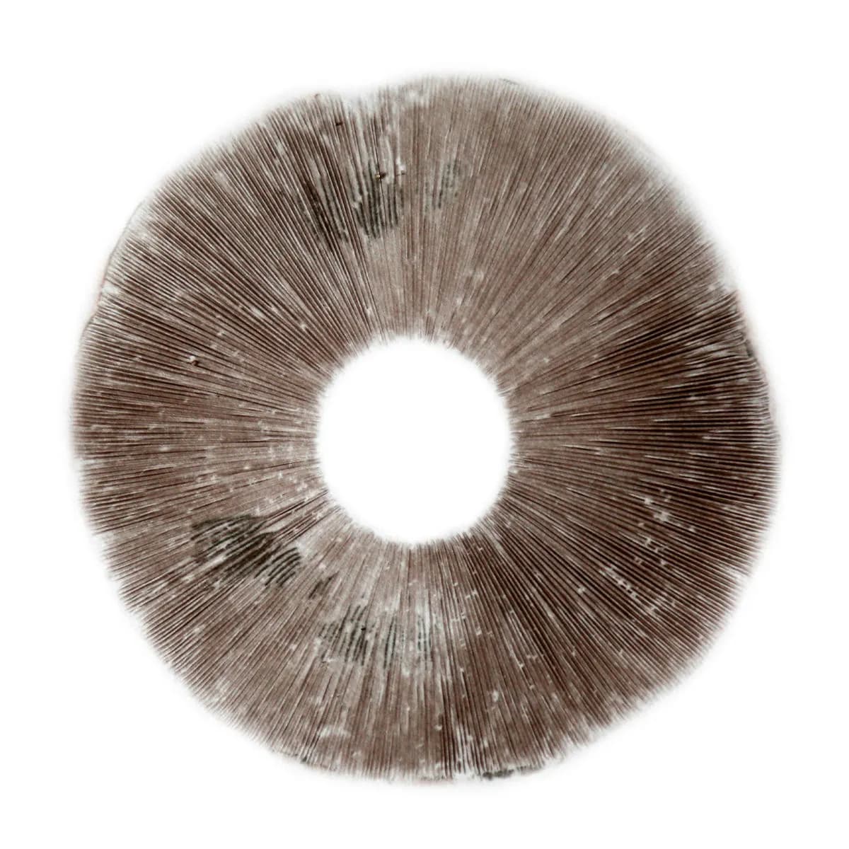 Stampa di spore Psilocybe Cubensis B+