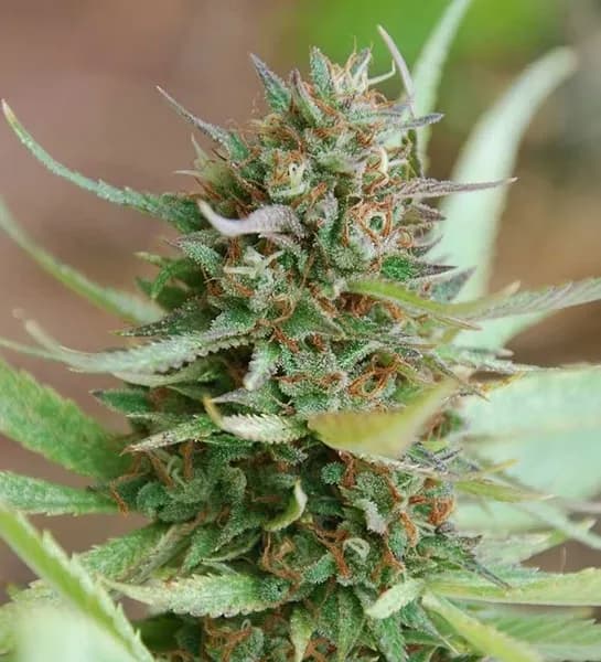 Strawberry Blue