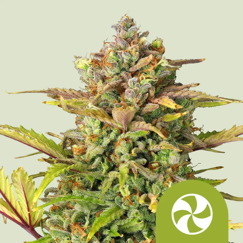 Sweet ZZ Autoflower