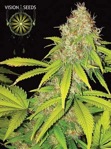 AK-49 Autoflowering — immagine 2