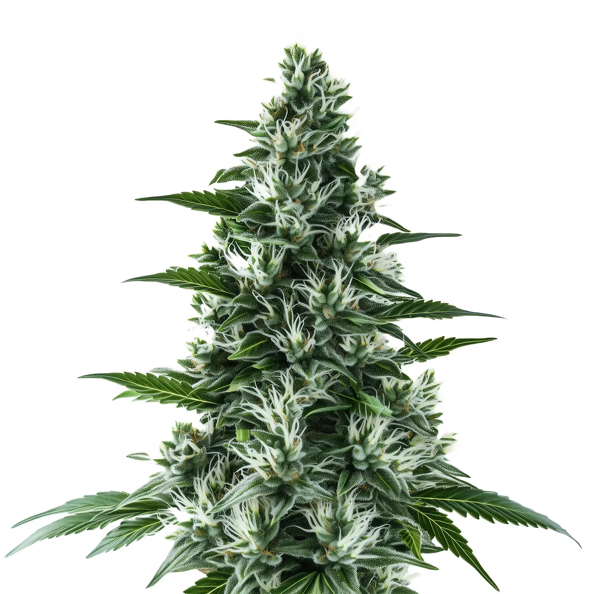 Alaskan Thunderfuck Auto — immagine 2