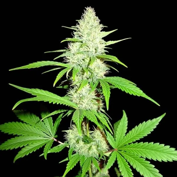 Amnesia Ganja Haze — immagine 2