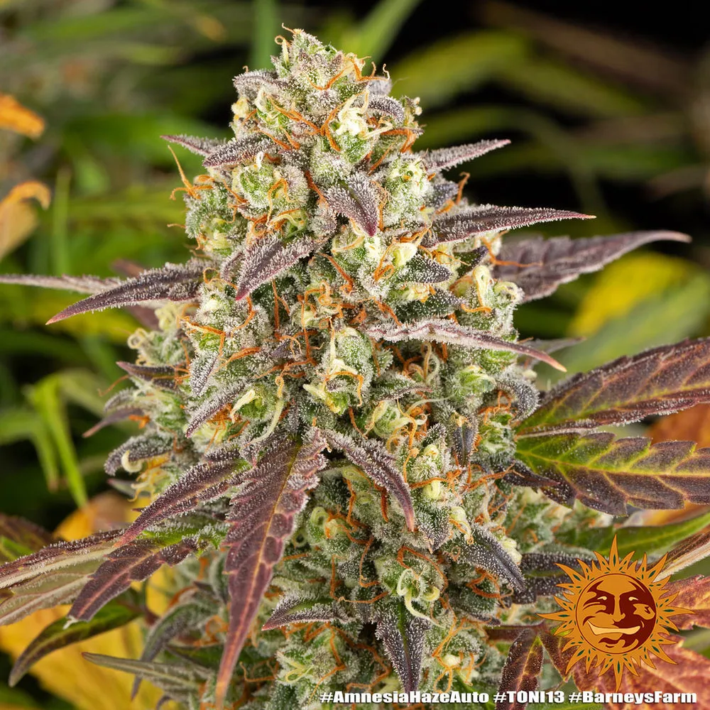 Amnesia Haze — immagine 2