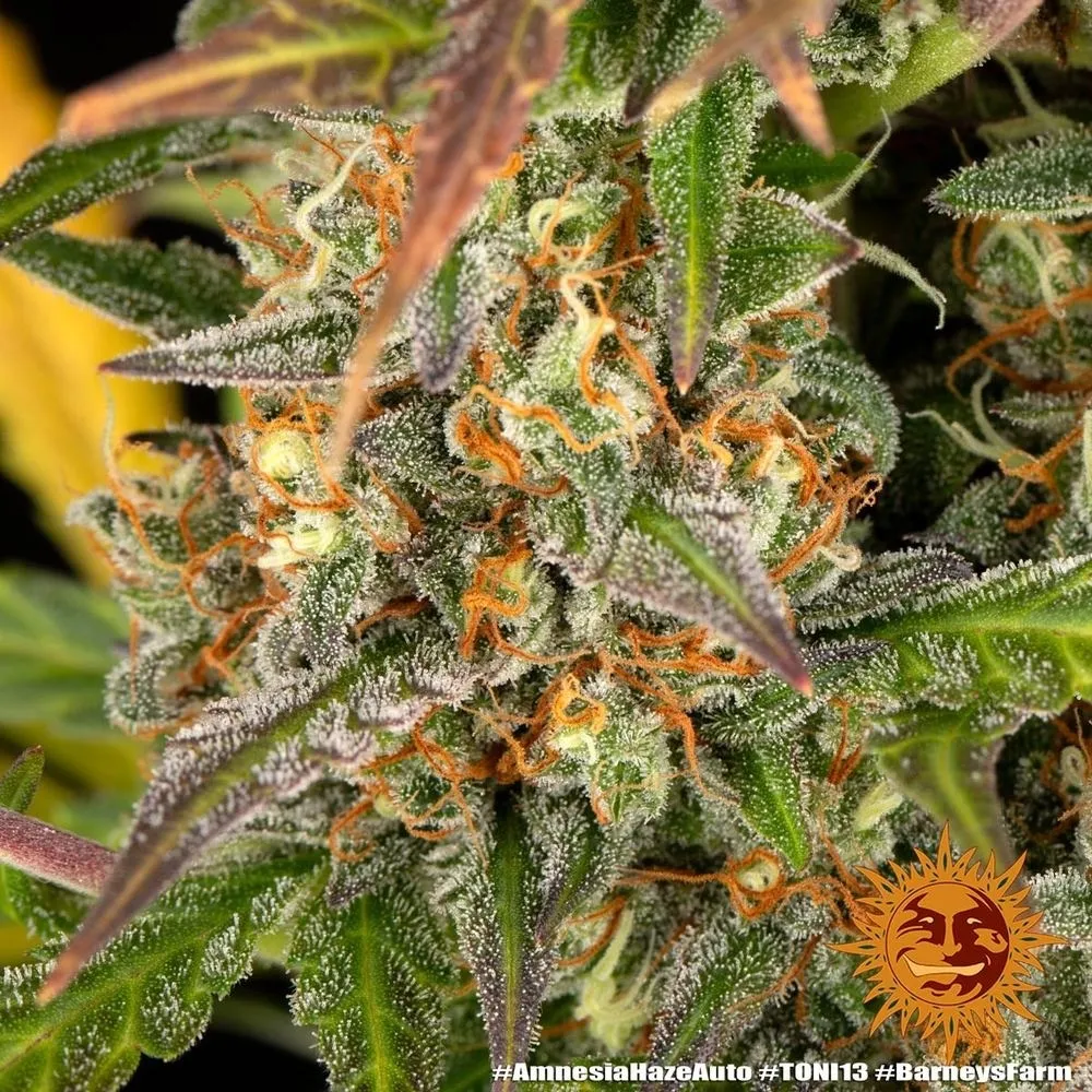 Amnesia Haze — immagine 3