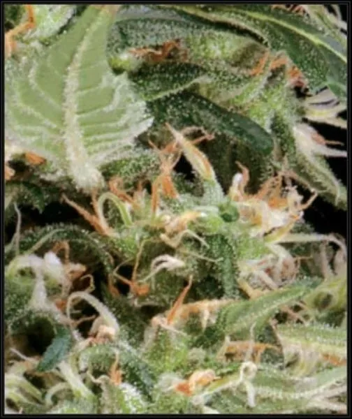 Arjan's Ultra Haze 1 — immagine 2