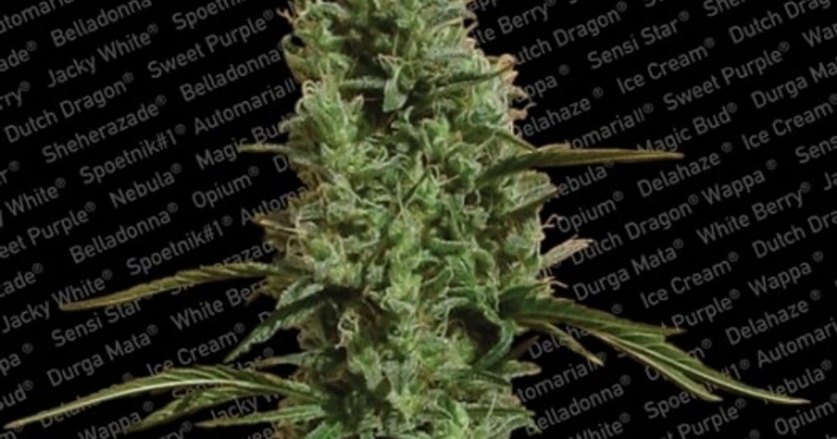 Atomical Haze Semi Femminizzati — Paradise Seeds | Azarius