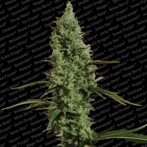 Atomical Haze