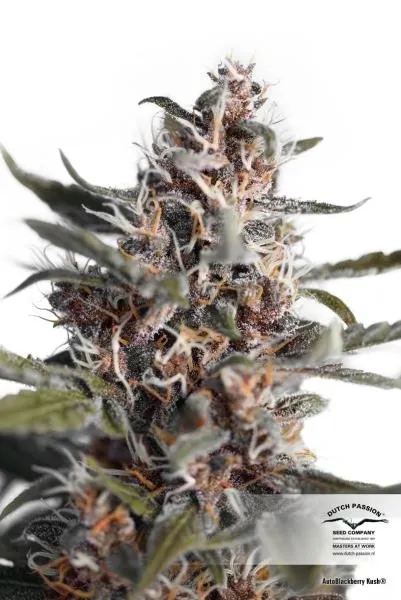 Auto Blackberry Kush — immagine 2