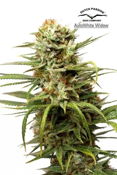 Auto White Widow — immagine 2