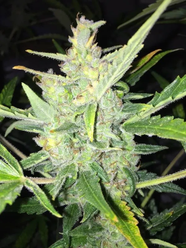 Auto White Widow x Big Bud — immagine 2