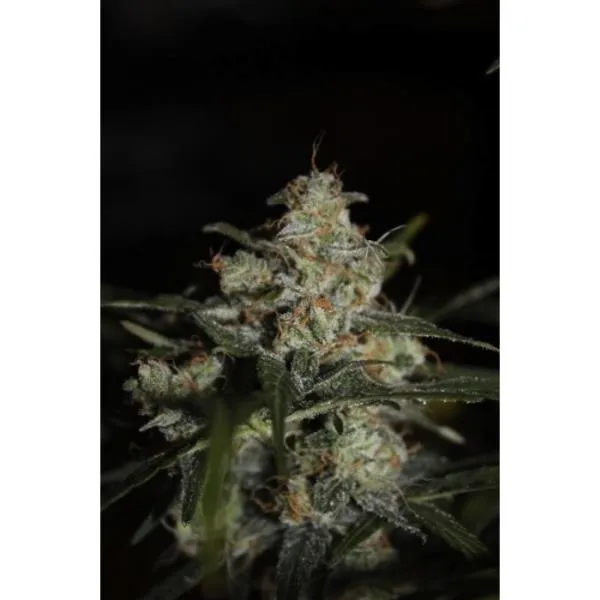 Auto Whiteberry — immagine 2