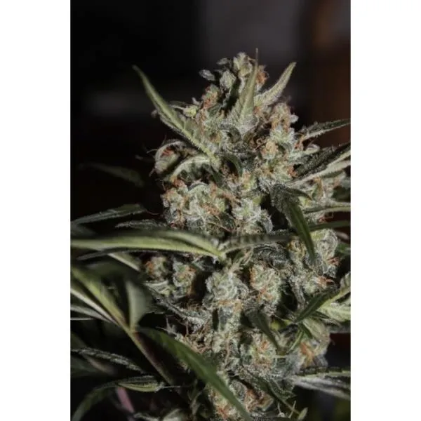 Auto Whiteberry — immagine 3