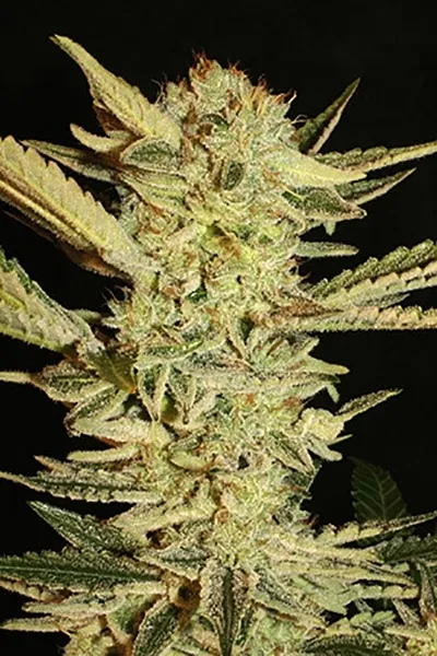 Autoflower Fini — immagine 2
