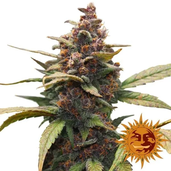 Ayahuasca Purple — immagine 2