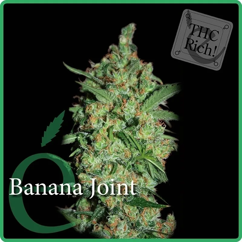 Banana Joint — immagine 2