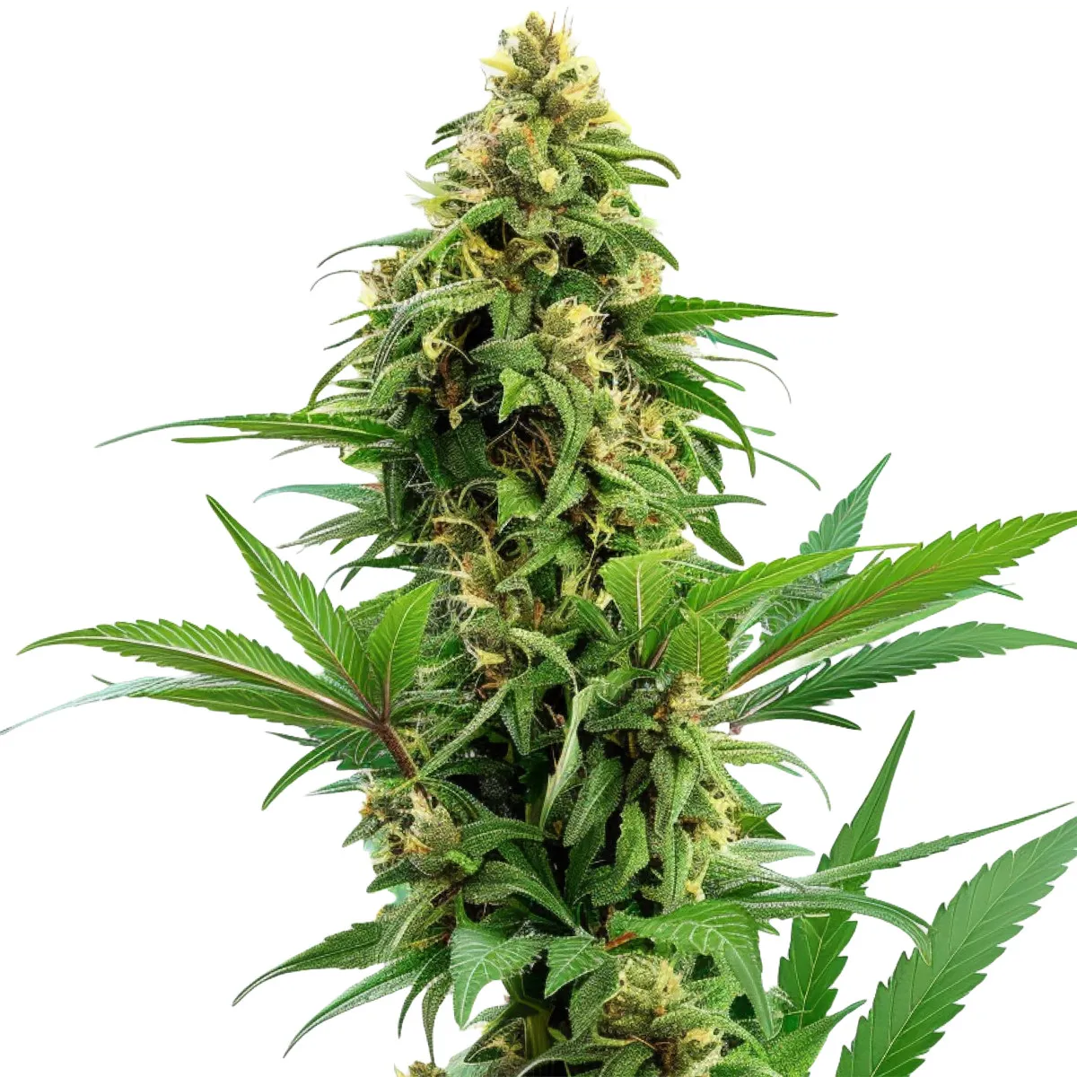 Banana Kush Auto — immagine 2