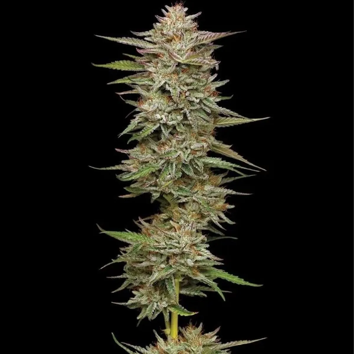 Banana OG — immagine 2