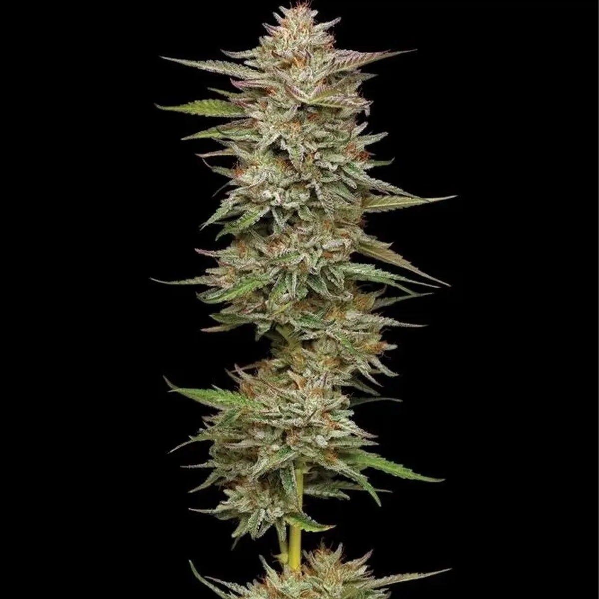 Banana OG — immagine 2