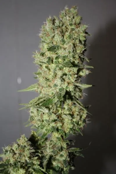 BCN Sour Diesel — immagine 2