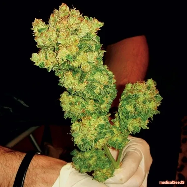 BCN Sour Diesel — immagine 3