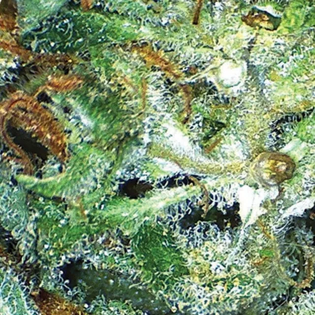 Big Bud — immagine 2