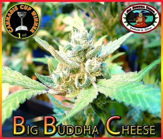 Big Buddha Cheese — immagine 2