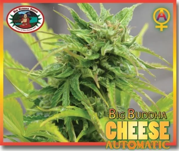 Big Buddha Cheese Autoflower — immagine 2