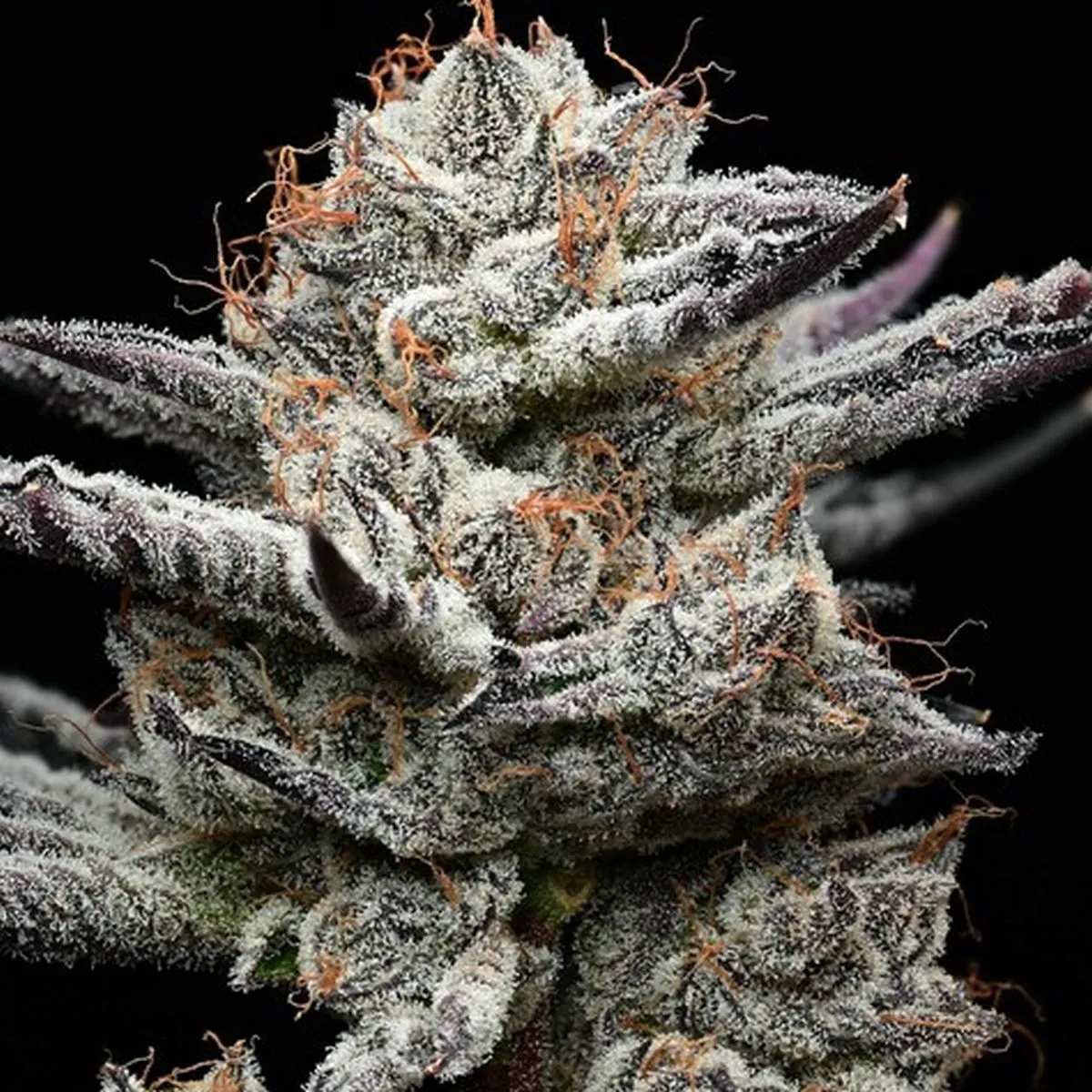 Black Cherry Gushers (Barney's Farm x Backpackboyz) — immagine 2