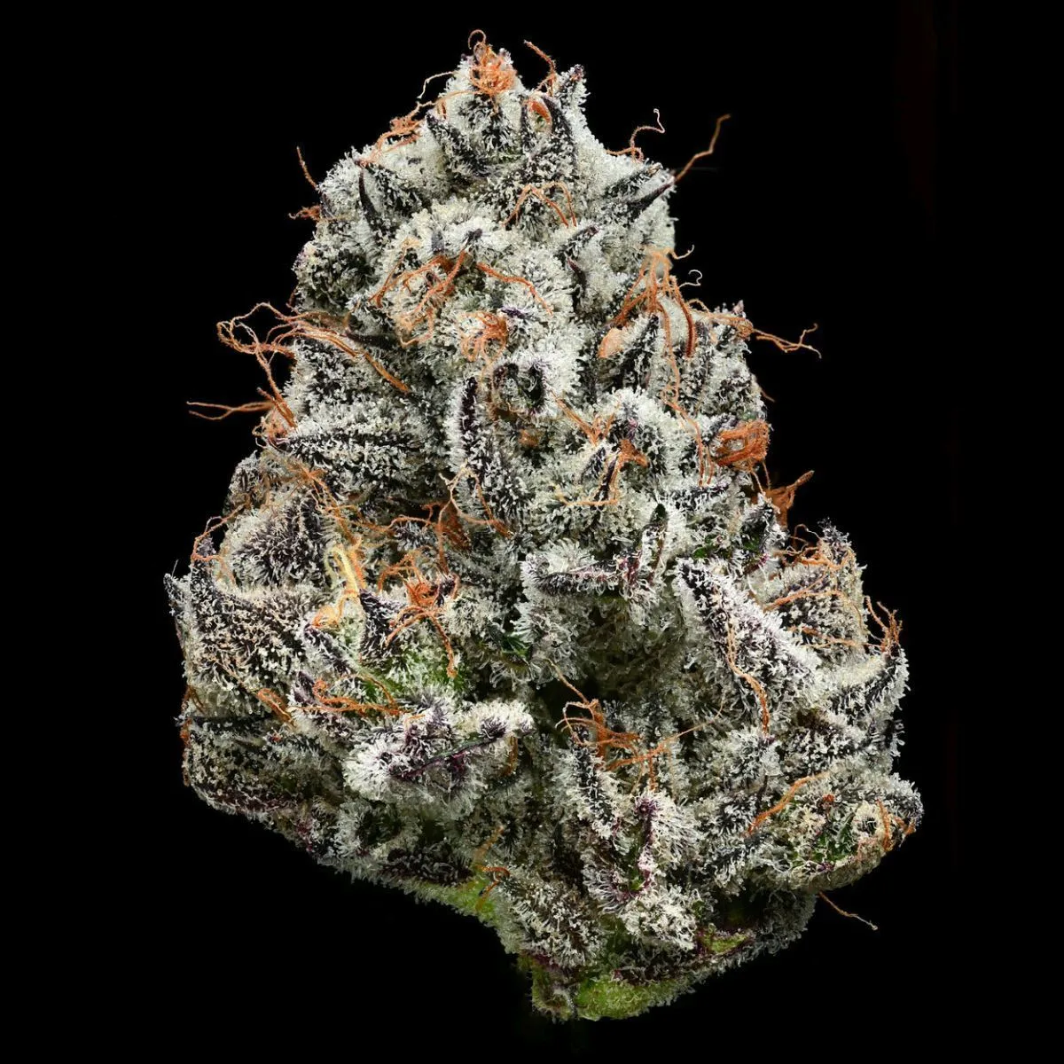 Black Cherry Gushers (Barney's Farm x Backpackboyz) — immagine 3