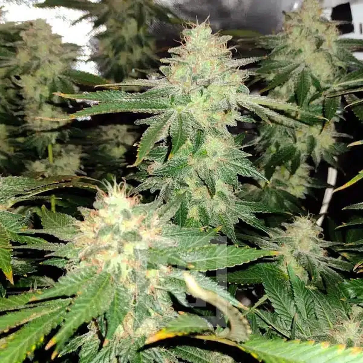 Blackberry Moonrocks — immagine 2