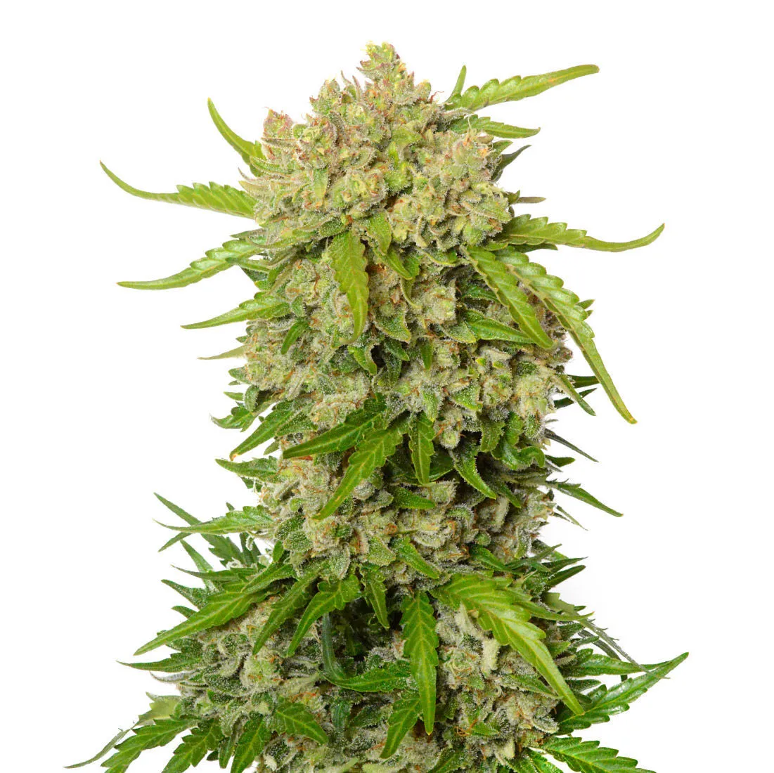 Blue Amnesia Autoflower — immagine 2