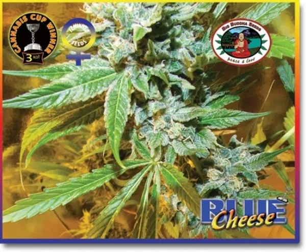 Blue Cheese — immagine 4