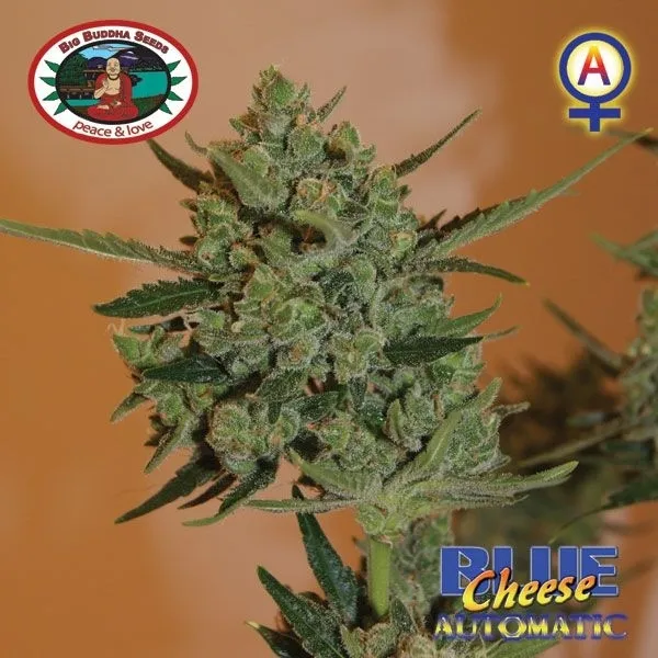 Blue Cheese Autoflower — immagine 2