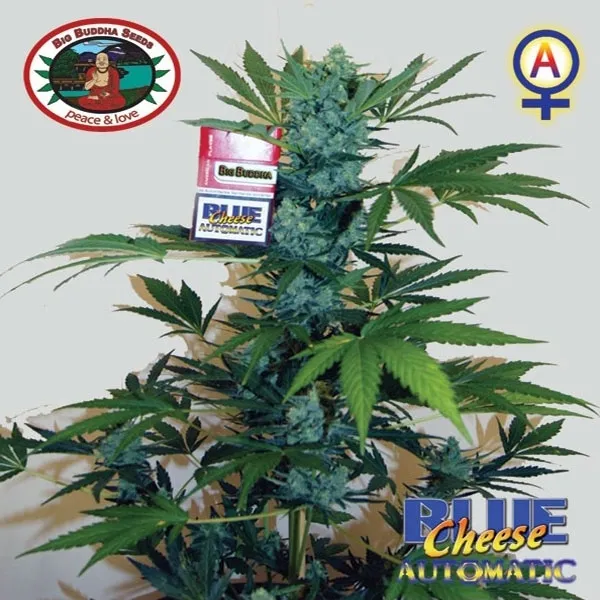 Blue Cheese Autoflower — immagine 3