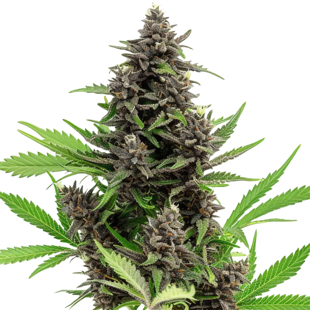 Blue Dream — immagine 2