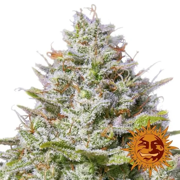 Blue Gelato 41 — immagine 2