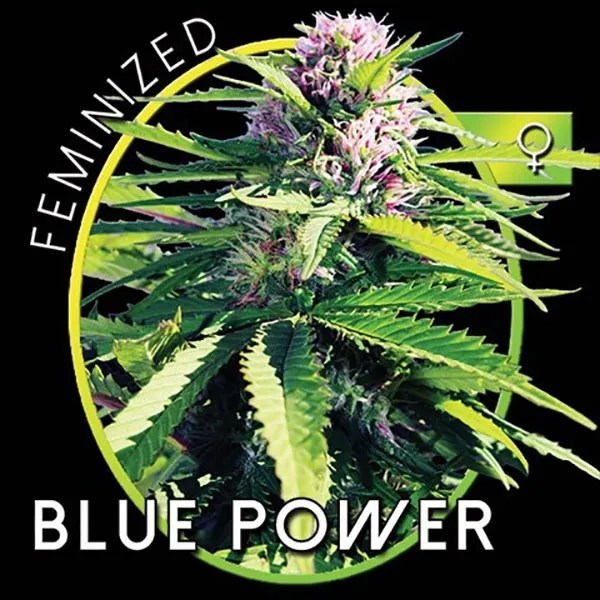 Blue Power — immagine 2