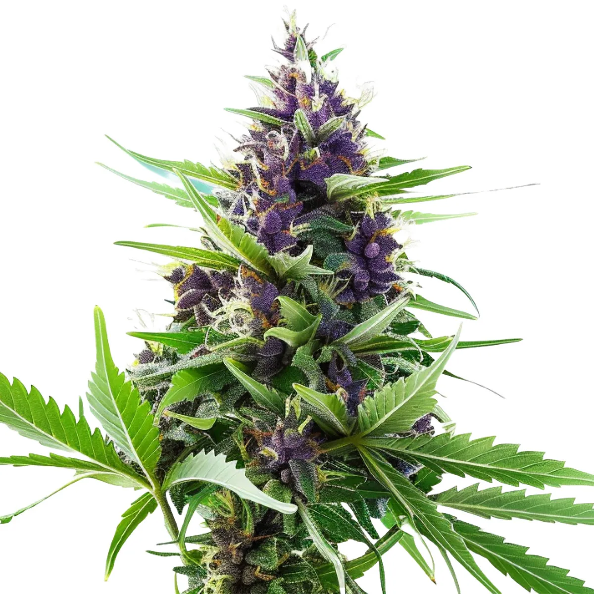 Blueberry Auto — immagine 2